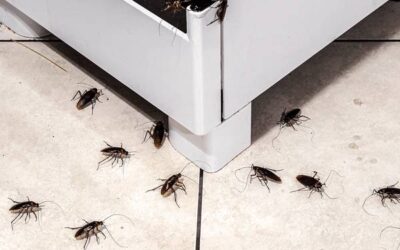 Donde se Esconden las Cucarachas: Consejos para Eliminarlas